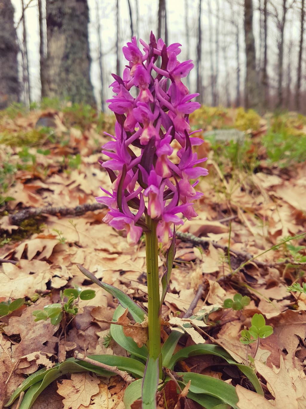 Dactylorhiza romana / Orchide romana