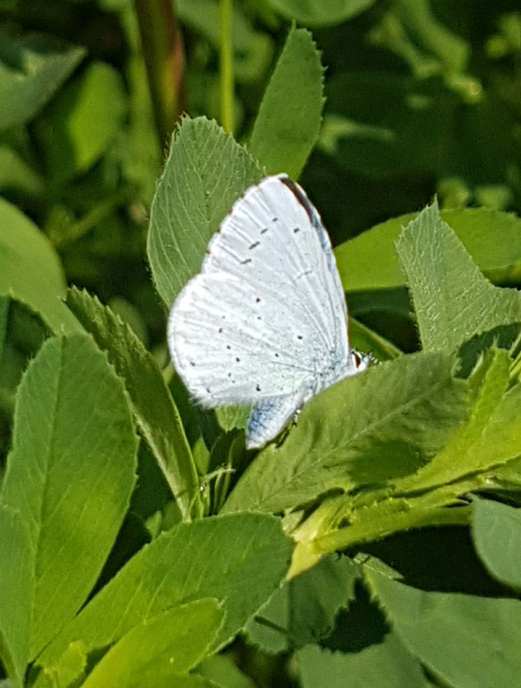 Lycaenidae da identificare - Celastrina argiolus