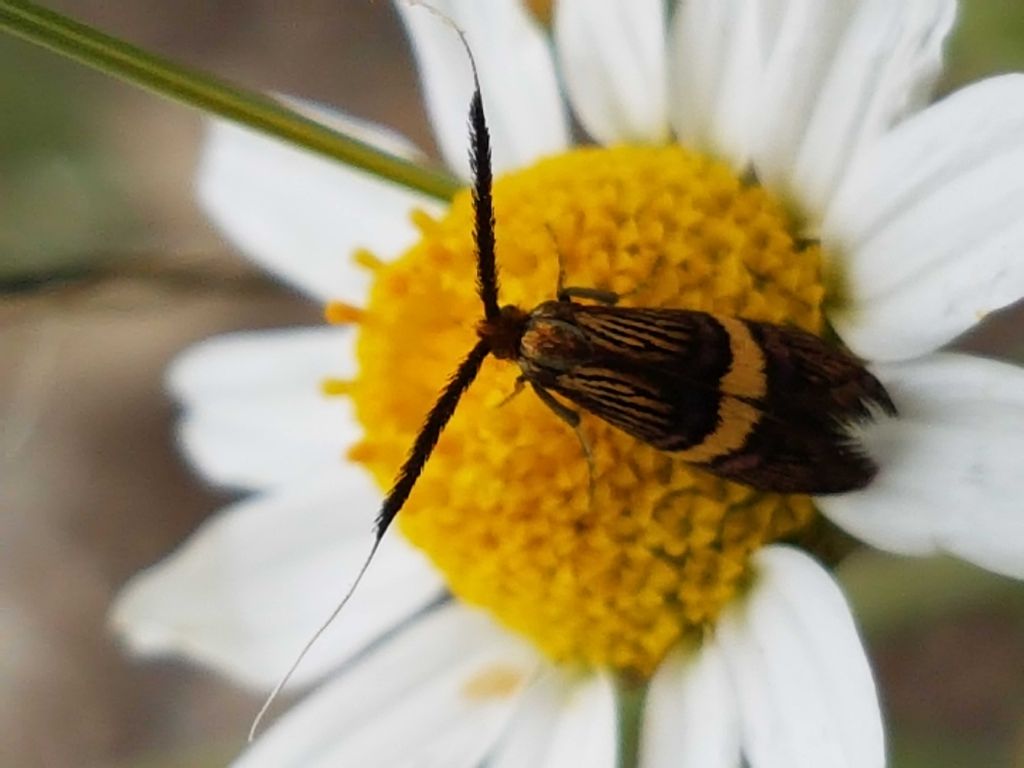 Piccolo lepidottero da identificare - Adela croesella , Adelidae