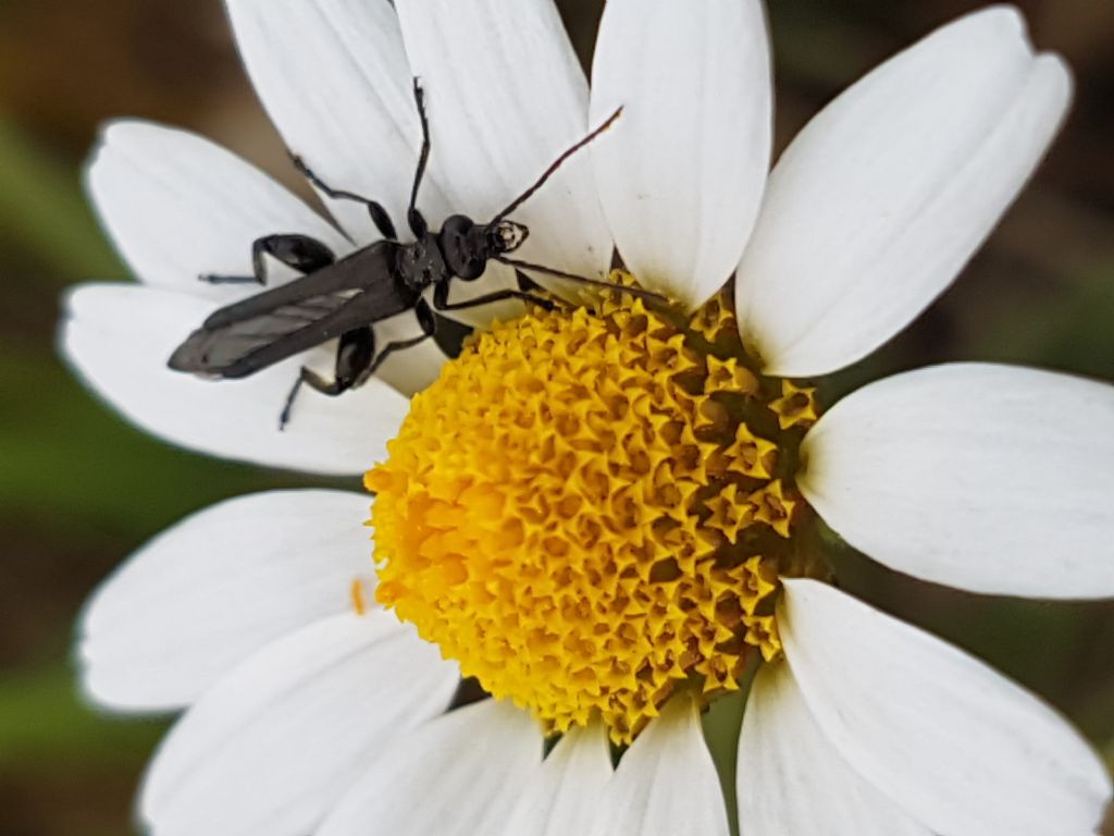 Oedemera nobilis?  Oedemera nobilis e Oedemera sp.