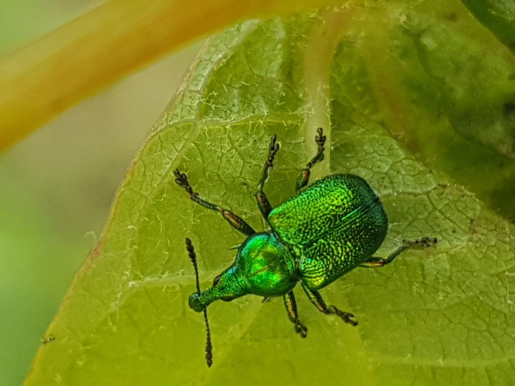 Curculionidae?  No, Rhynchitidae: Byctiscus betulae ( sigaraio della vite)