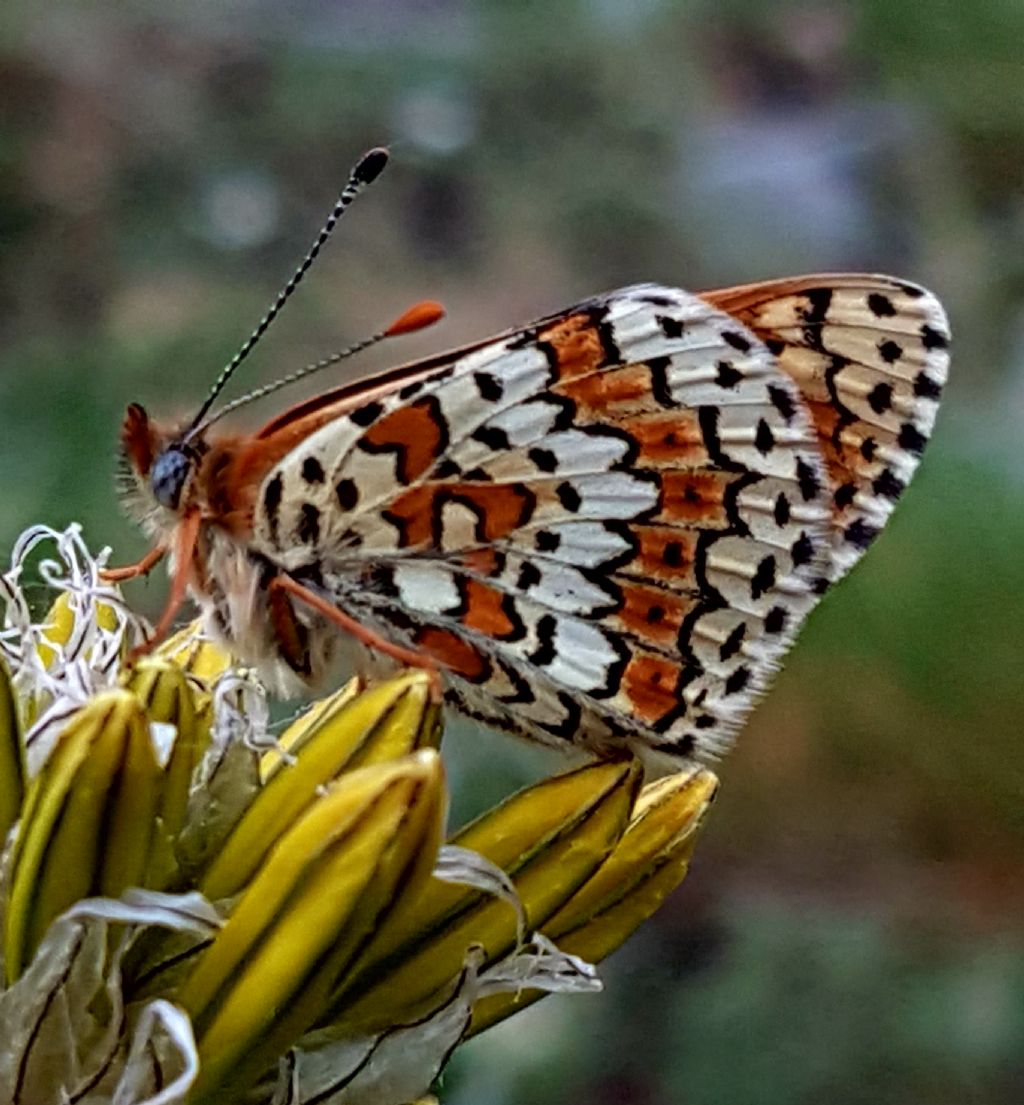 Diurna da identificare - Melitaea cinxia, Nymphalidae