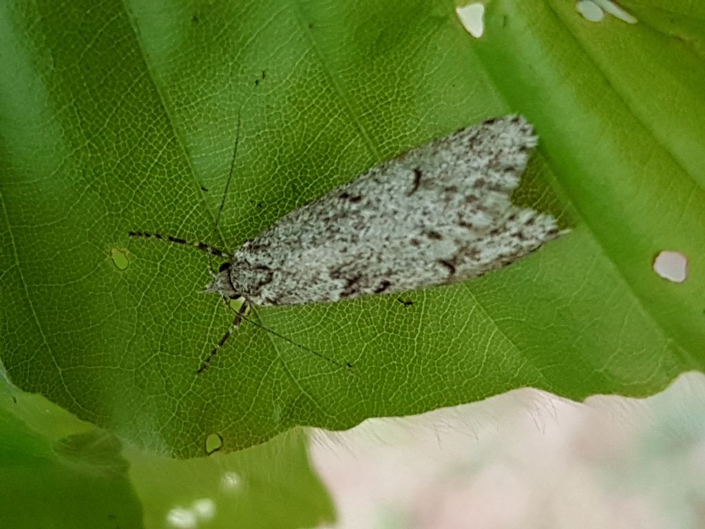 Noctuidae da identificare - No, Chimabachidae: Diurnea fagella