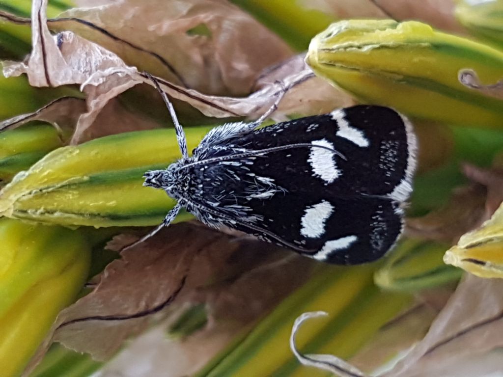 Da identificare - Eurrhypis pollinalis, Crambidae