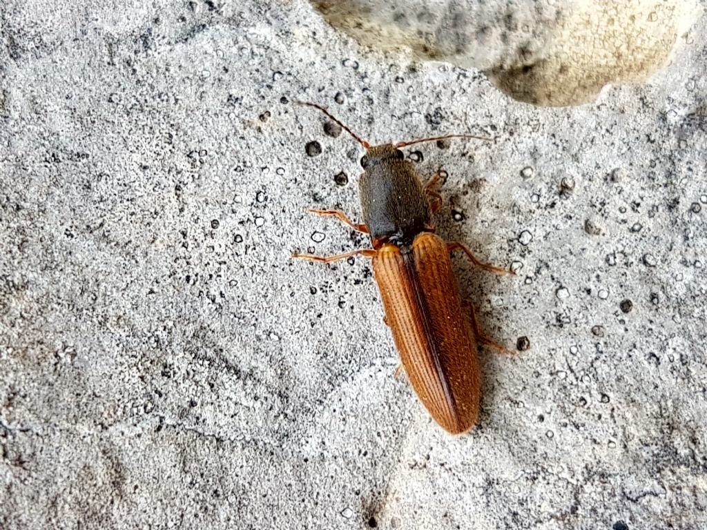 Elateridae: quale Athous ? A. vittatus o A. puncticollis