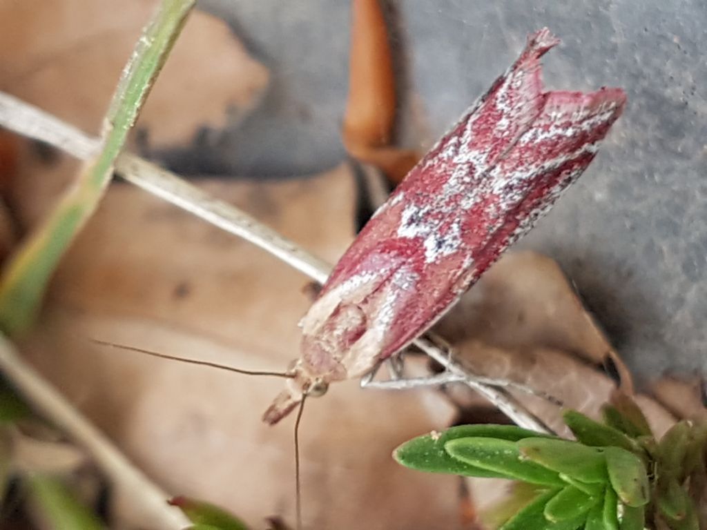 Sconosciuta da identificare - Ancylosis cinnamomella, Pyralidae