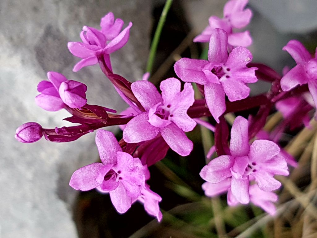 Orchis quadripunctata