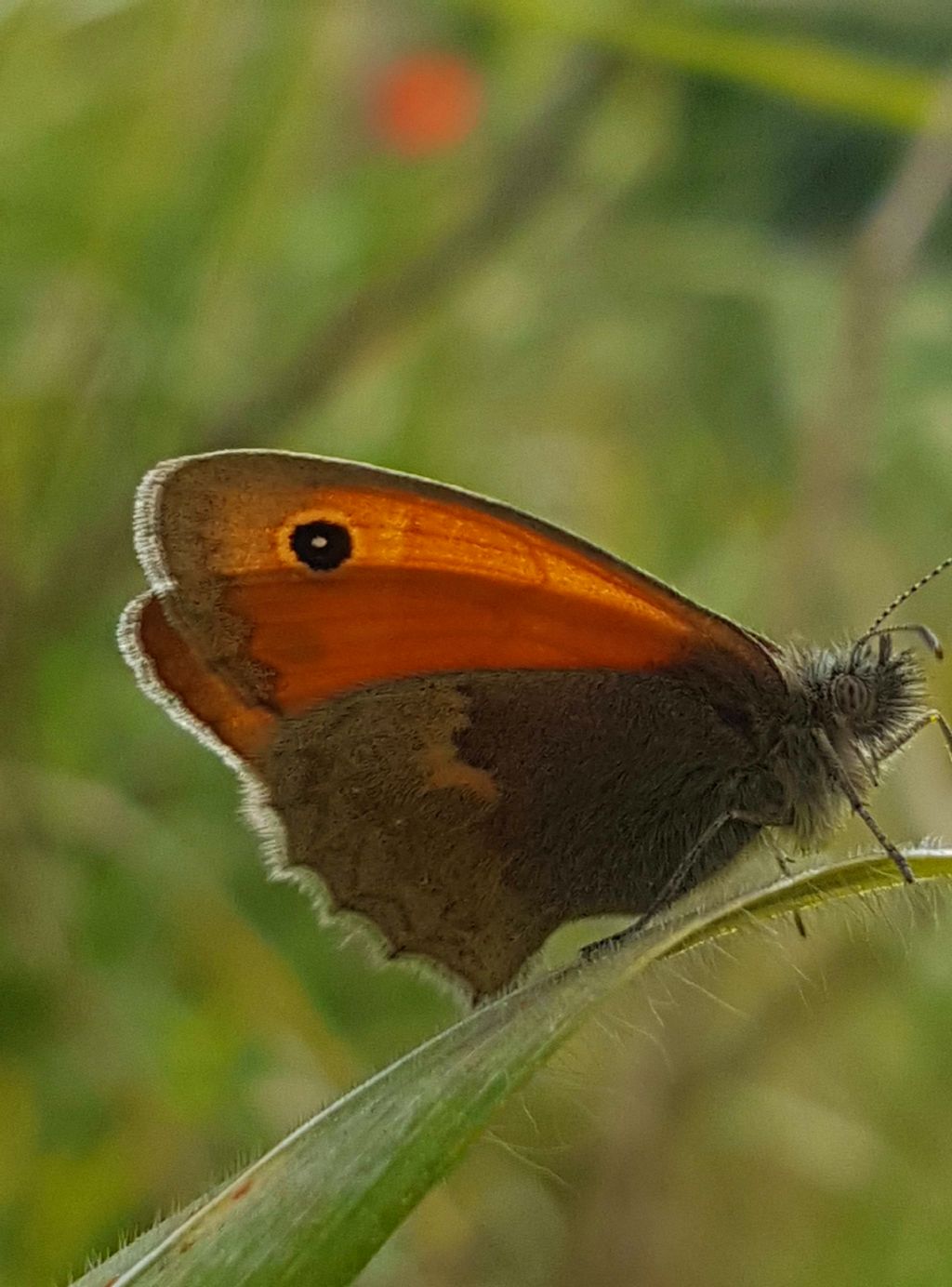 Satyrinae da identificare - Coenonympha pamphilus