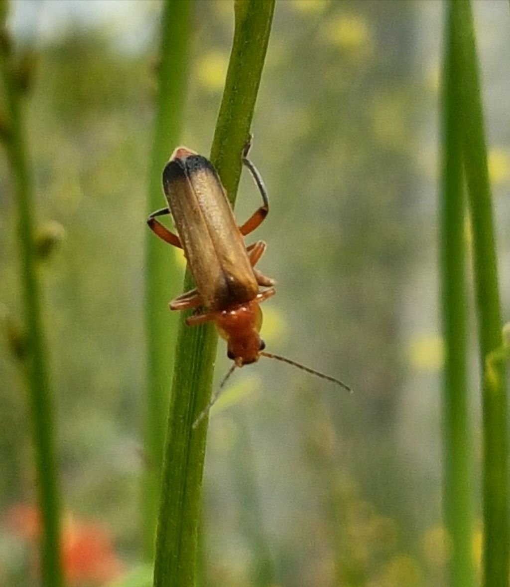 Altro chantaridae da identificare:  Cantharis livida