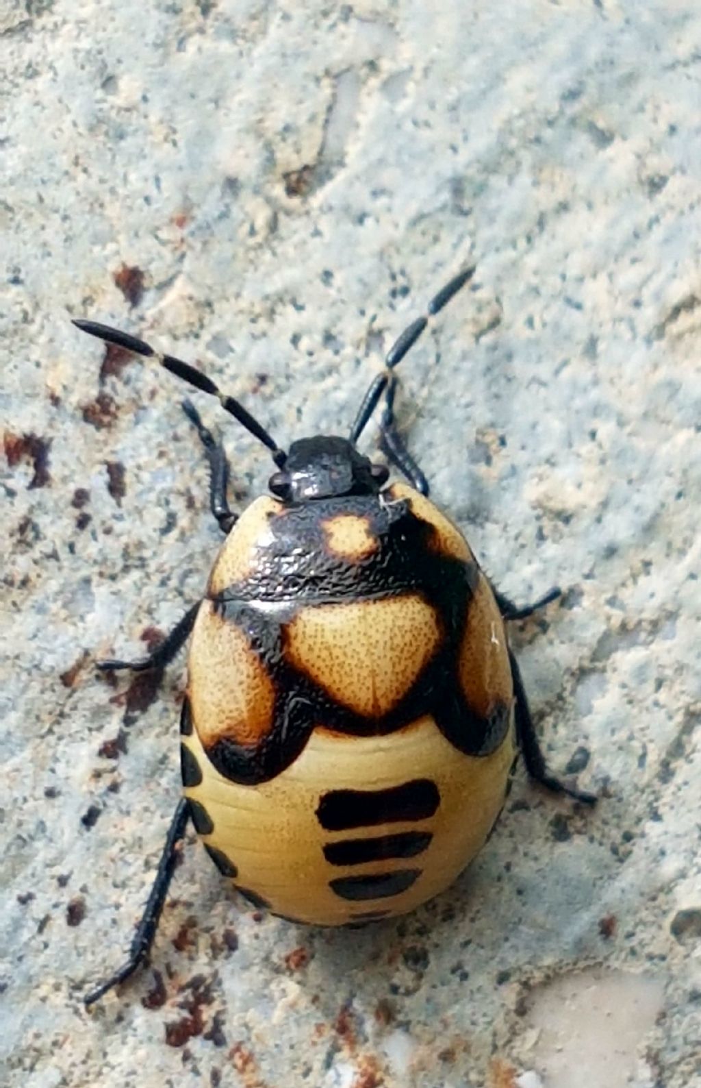 Cydnidae: ninfa di Tritomegas bicolor