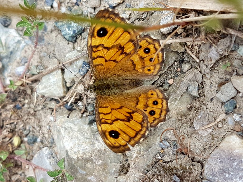 Diurna da identificare - Lasiommata megera, Nymphalidae