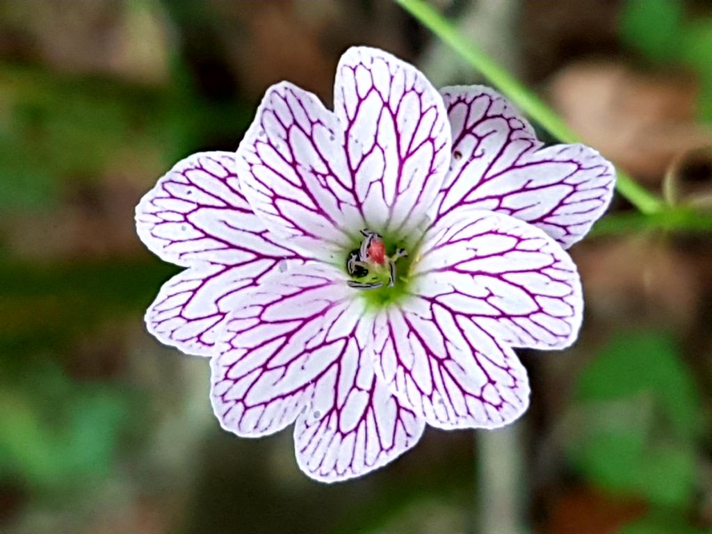 Geranium versicolor / Geranio striato