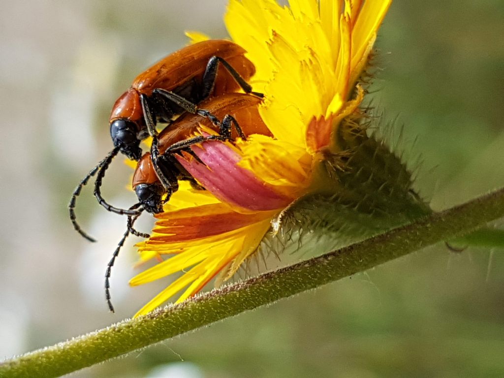 Coleotteri in accoppiamento: Exosoma lusitanicum (Chrysomelidae)