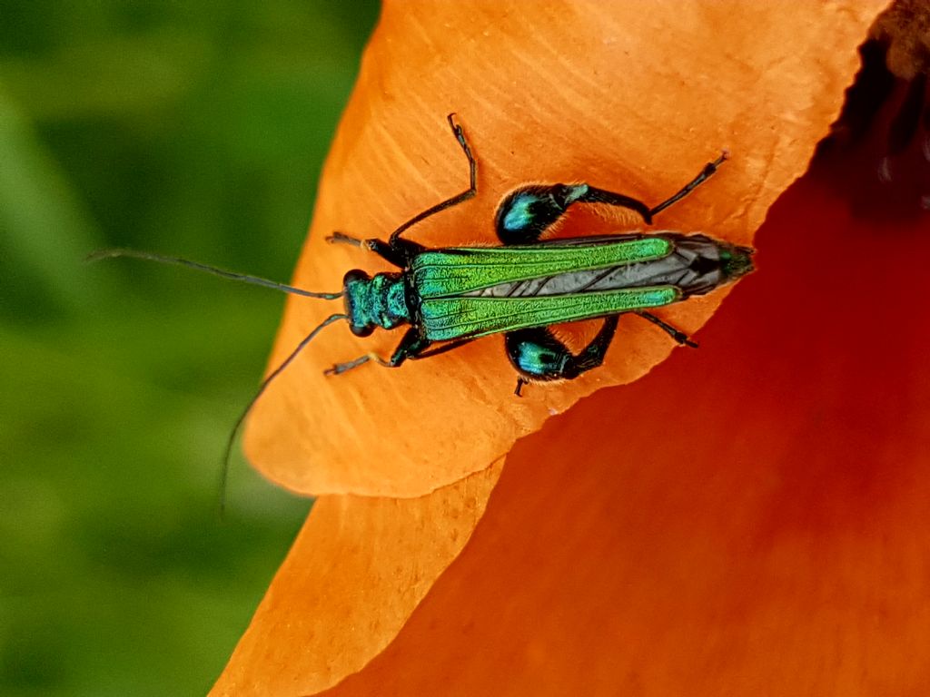 Oedemera nobilis?  Oedemera nobilis e Oedemera sp.