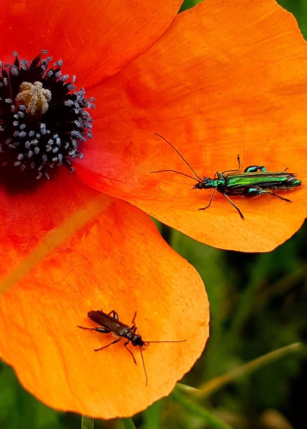 Oedemera nobilis?  Oedemera nobilis e Oedemera sp.