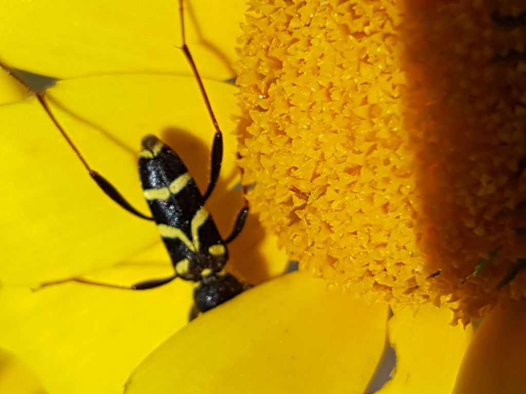 Cerambycidae: Clytus rhamni