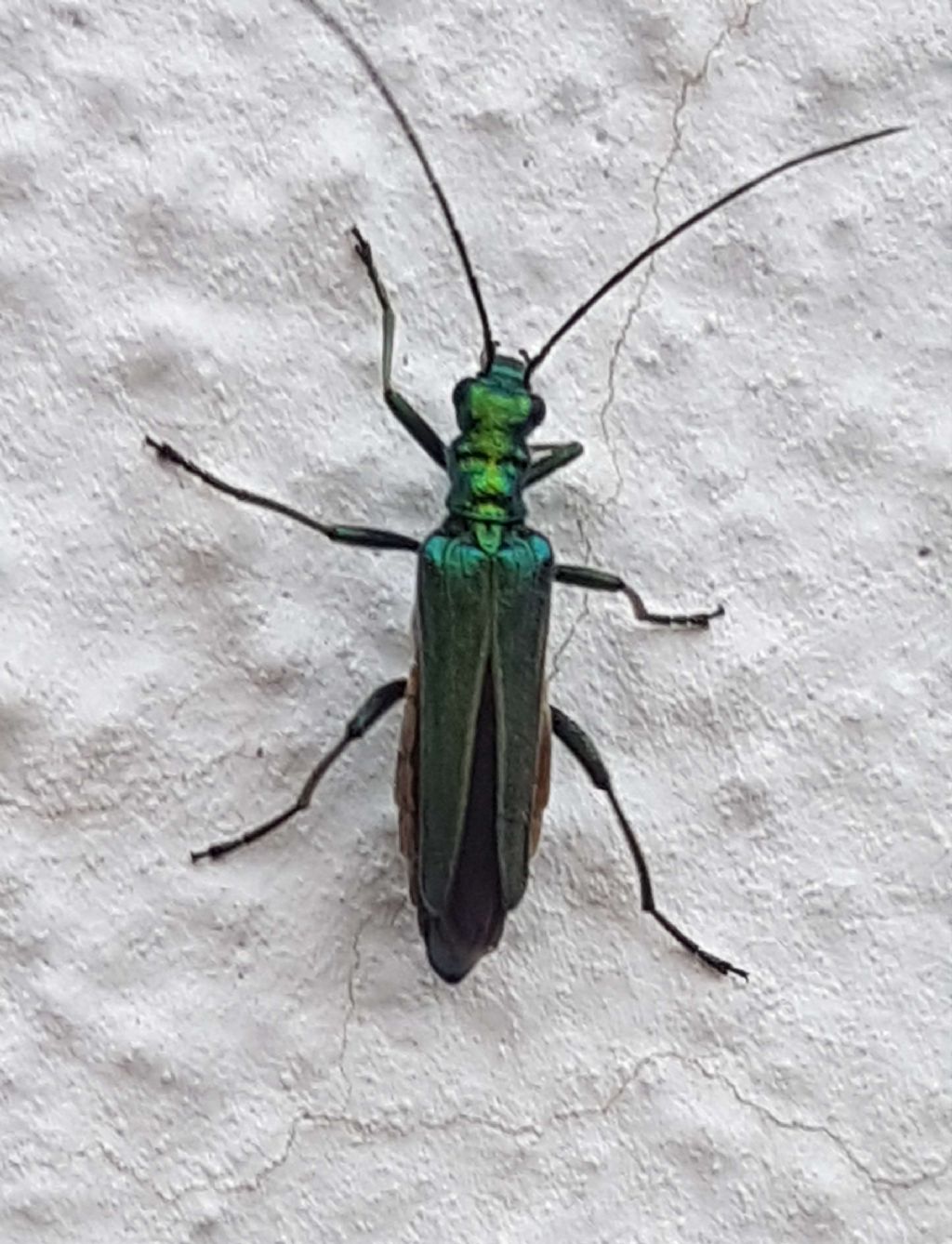 Oedemera nobilis, femmina - Oedemeridae