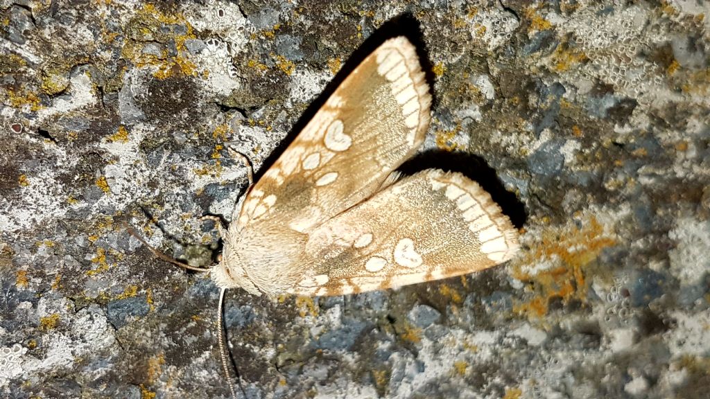 Notturna da identificare - Dicycla oo, Noctuidae