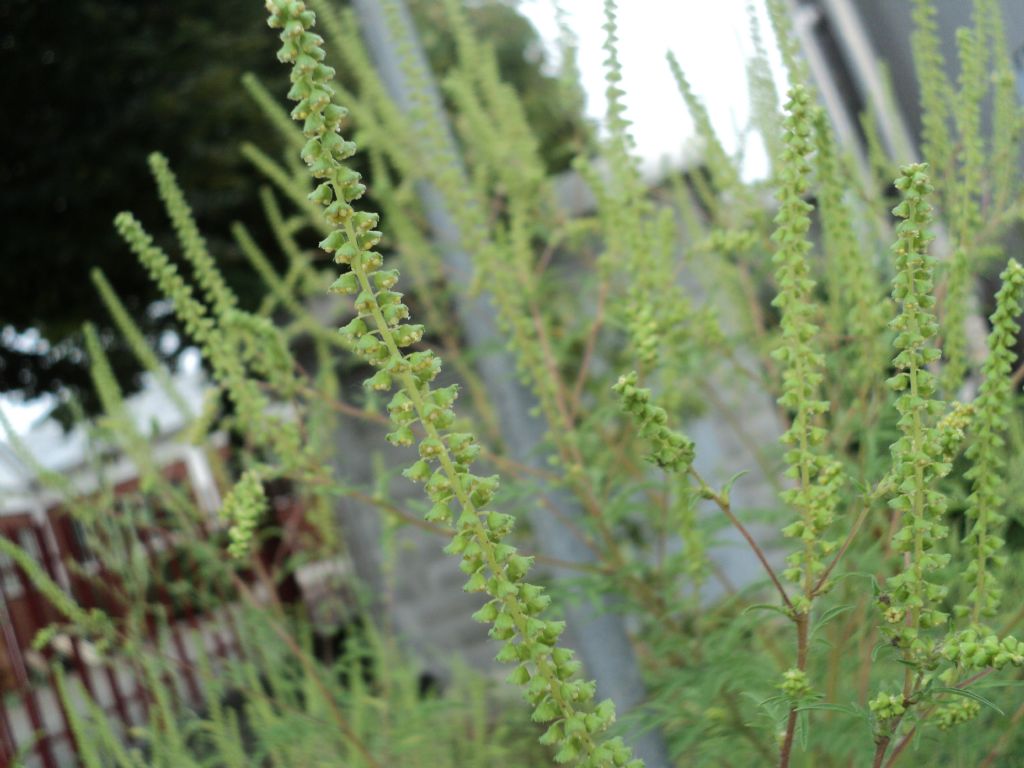 Ambrosia artemisiifolia