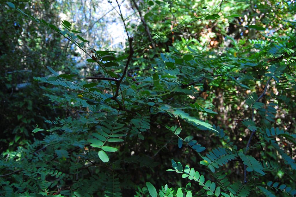 Acacia da identificare - Gleditsia triacanthos