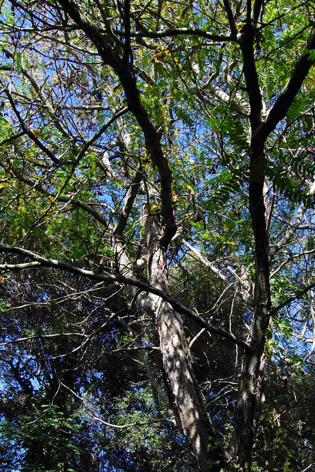 Acacia da identificare - Gleditsia triacanthos