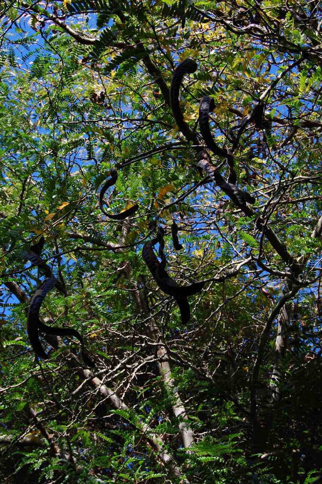 Acacia da identificare - Gleditsia triacanthos