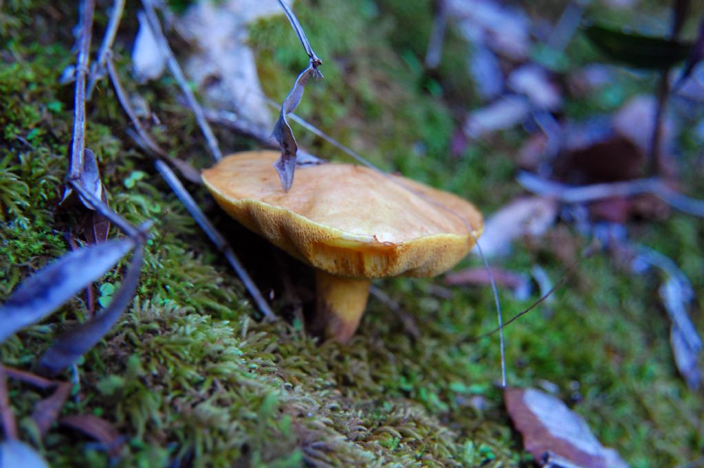 Suillus collinitus?