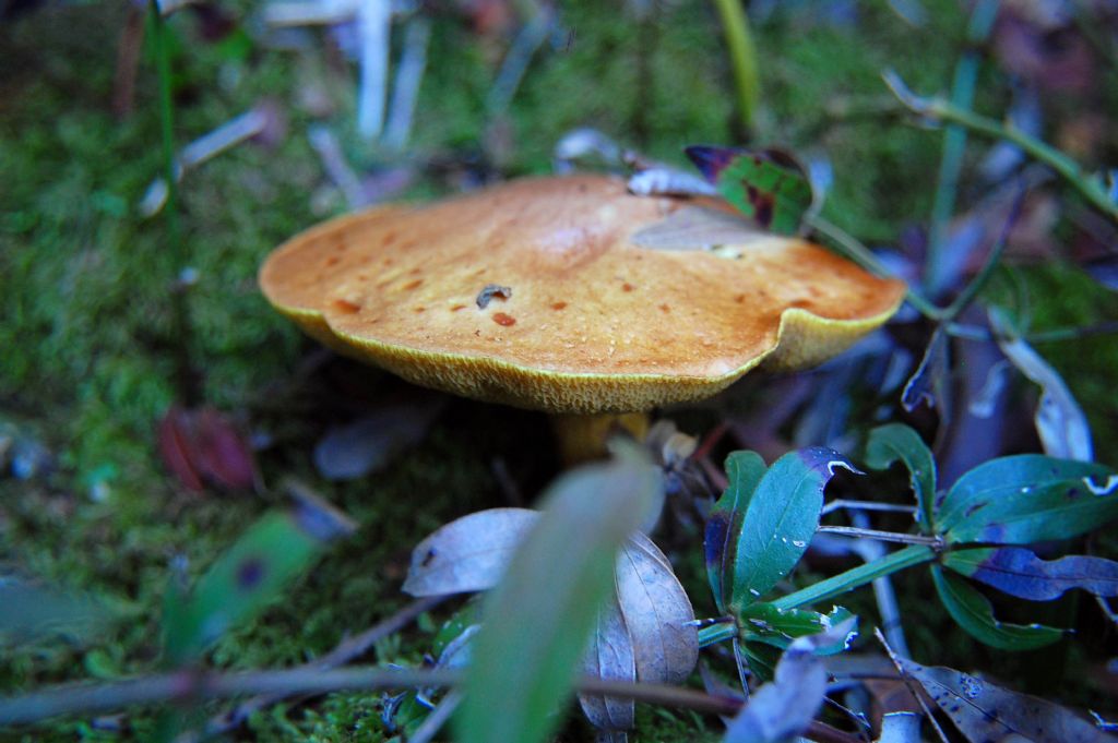 Suillus collinitus?