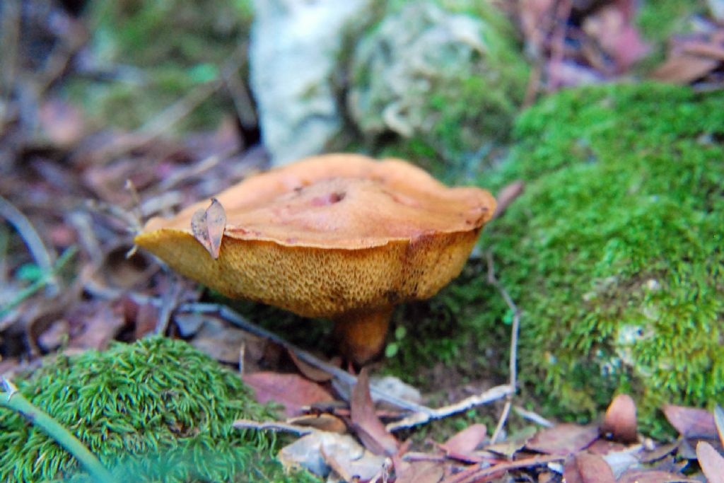 Suillus collinitus?