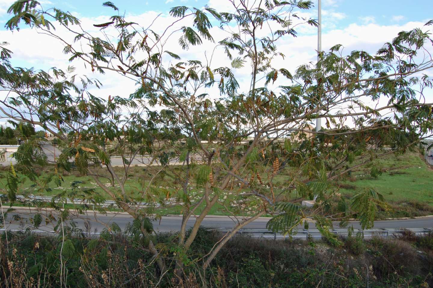 Albizia julibrissin