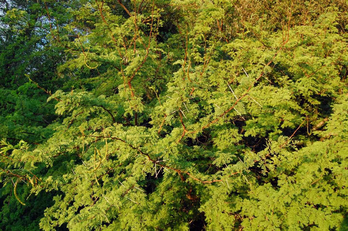 Vachellia karroo (= Acacia karoo) / Acacia orrida