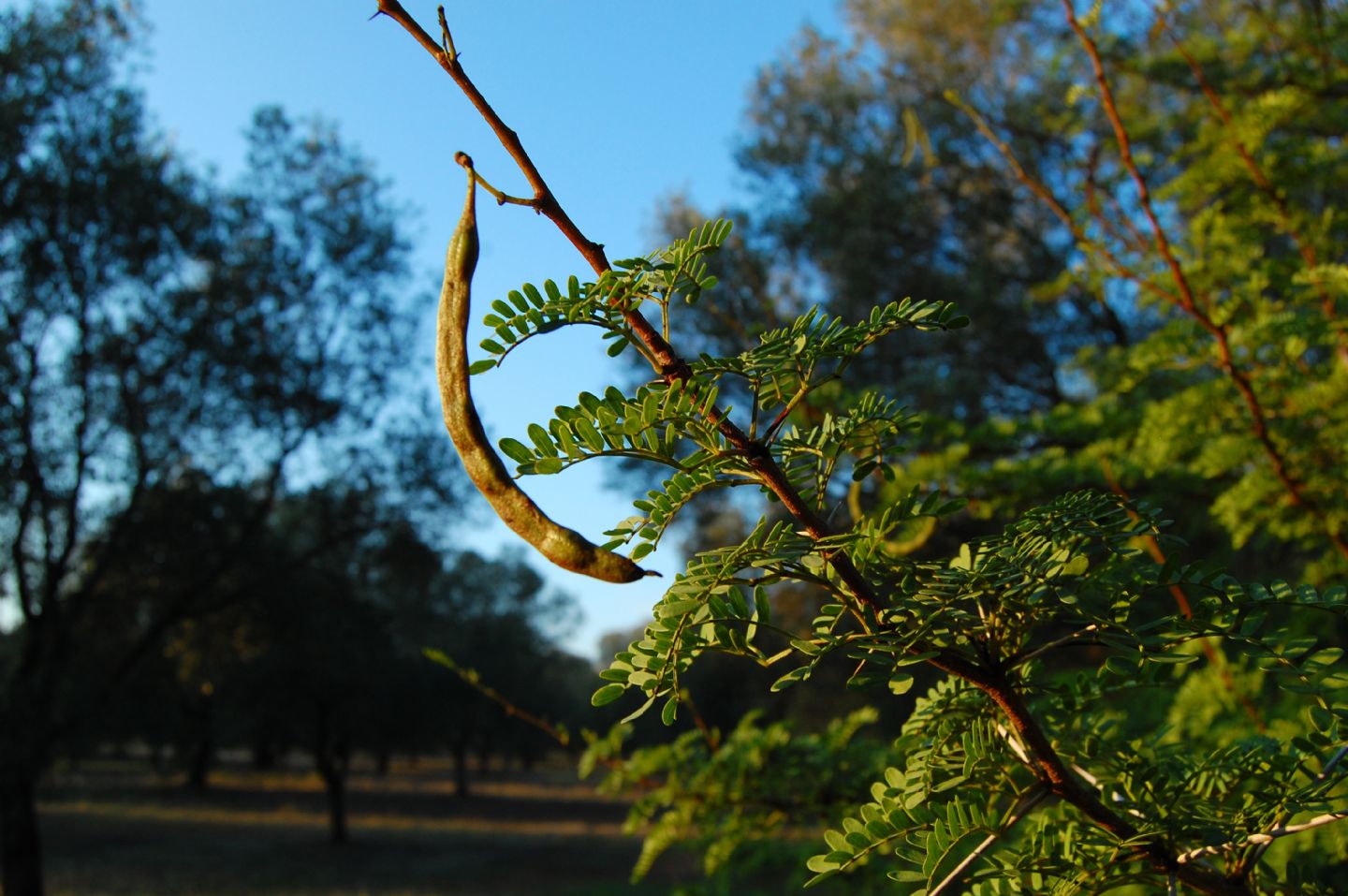 Vachellia karroo (= Acacia karoo) / Acacia orrida