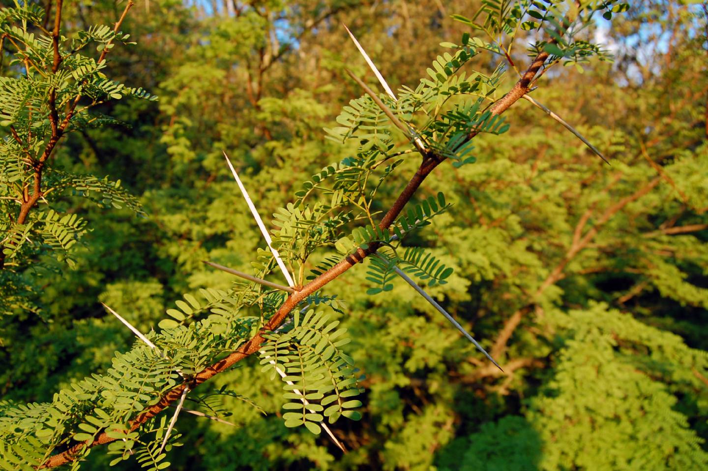 Vachellia karroo (= Acacia karoo) / Acacia orrida