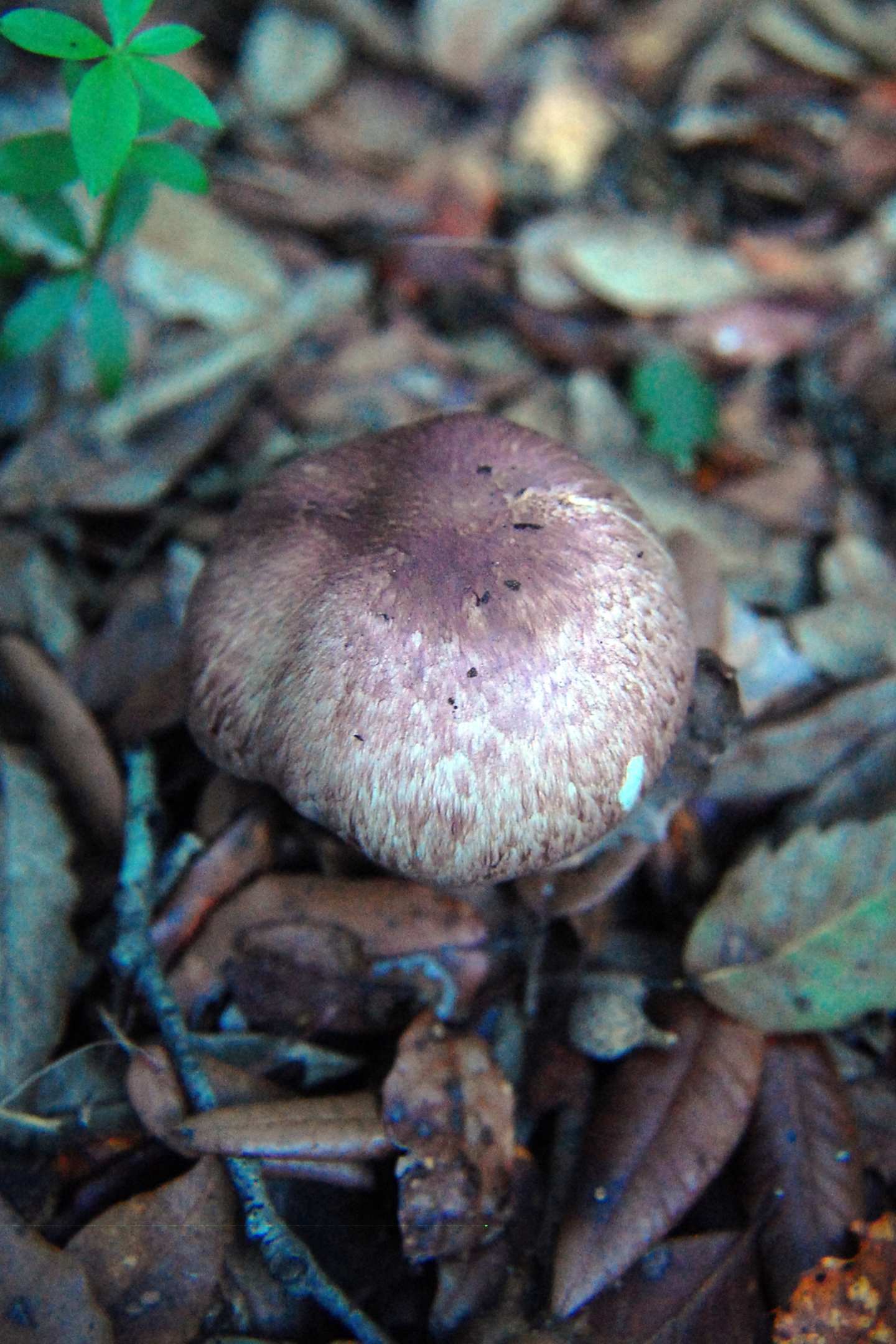 Agaricus da determinare