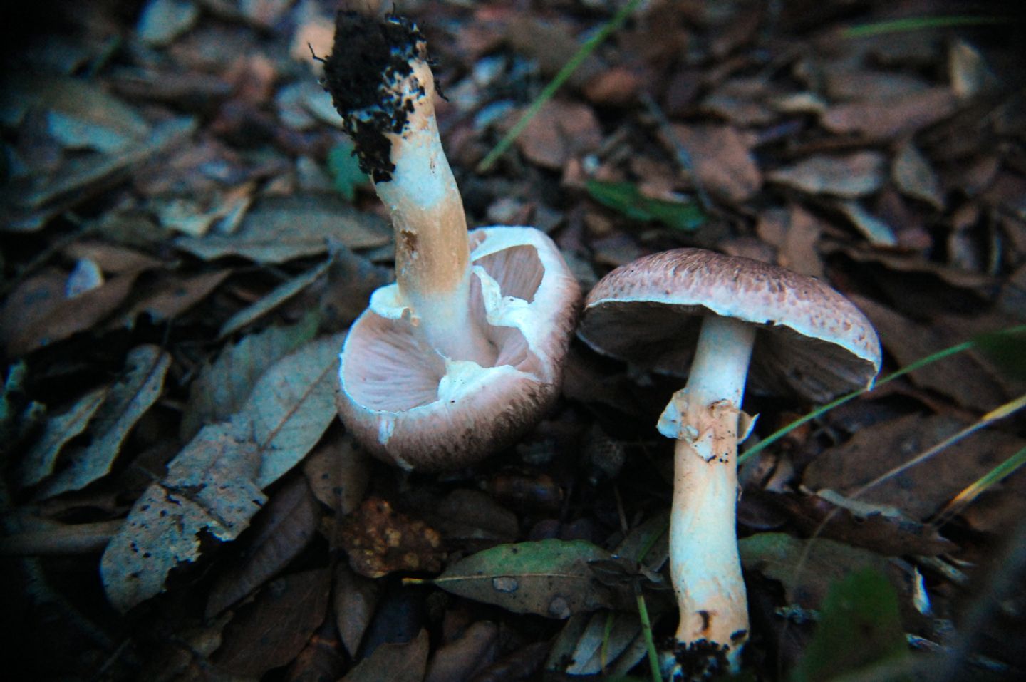 Agaricus da determinare