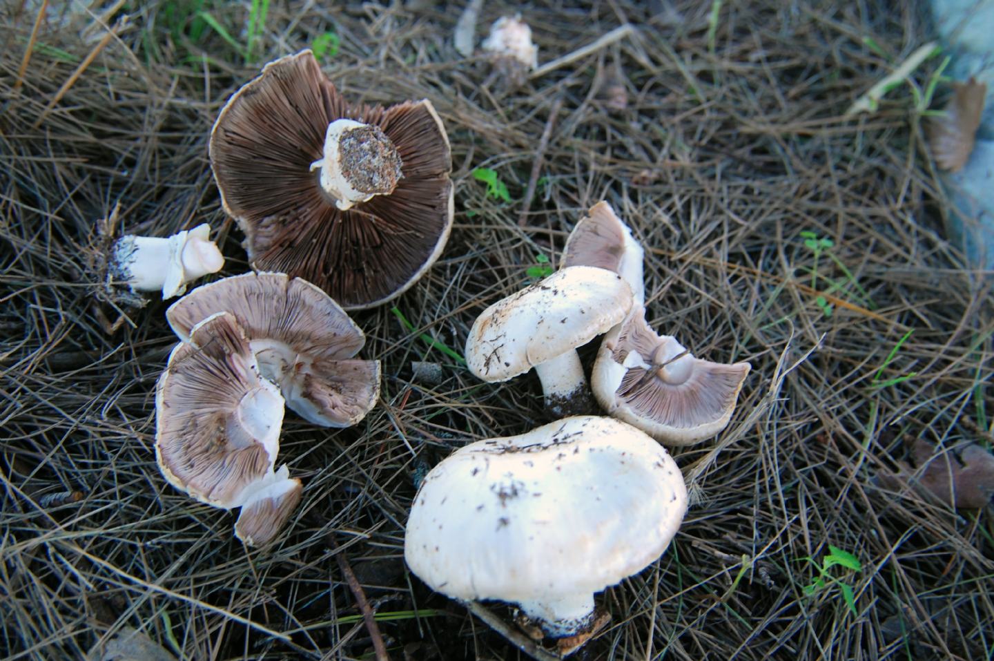 Agaricus da identificare