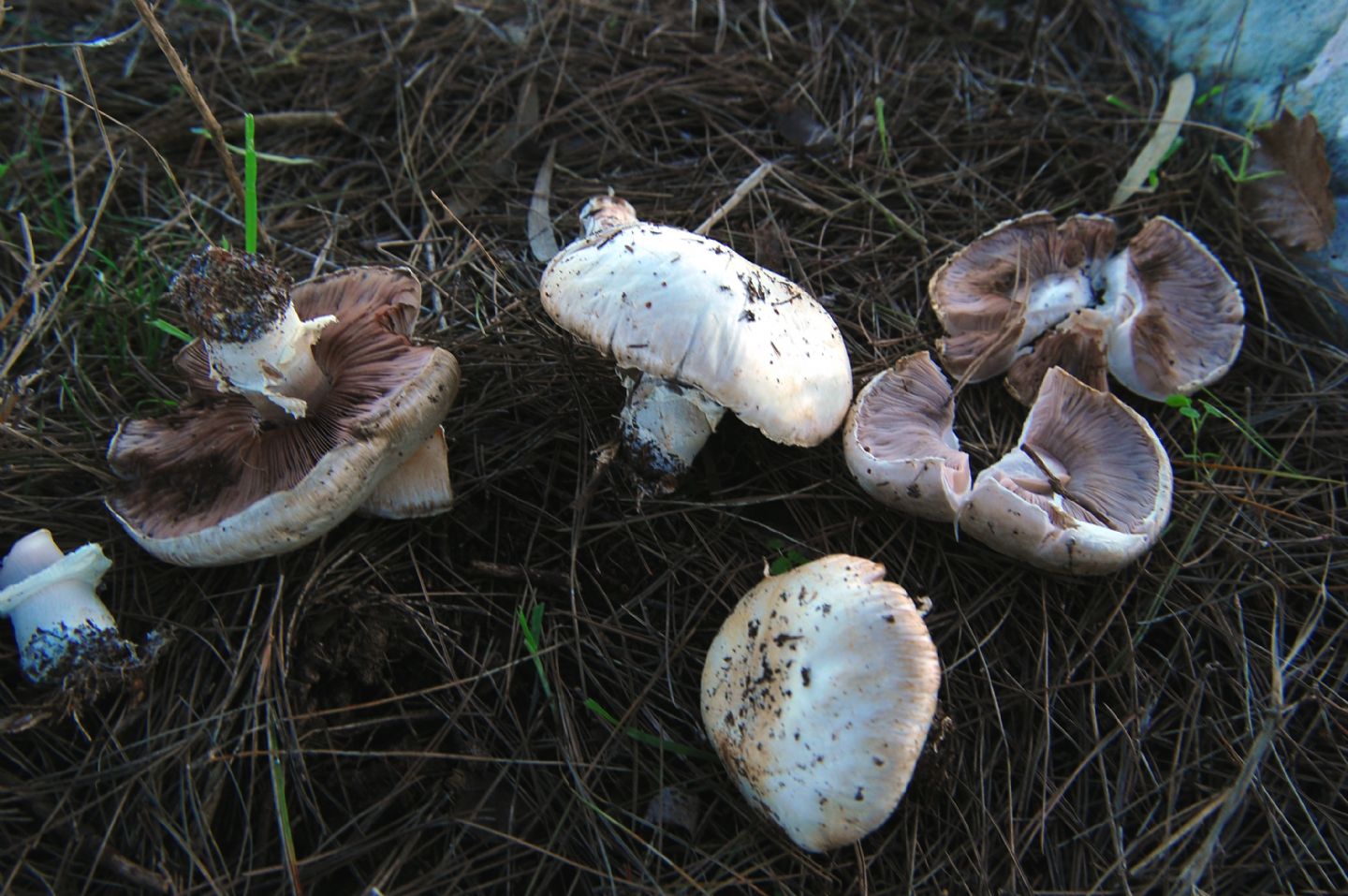 Agaricus da identificare