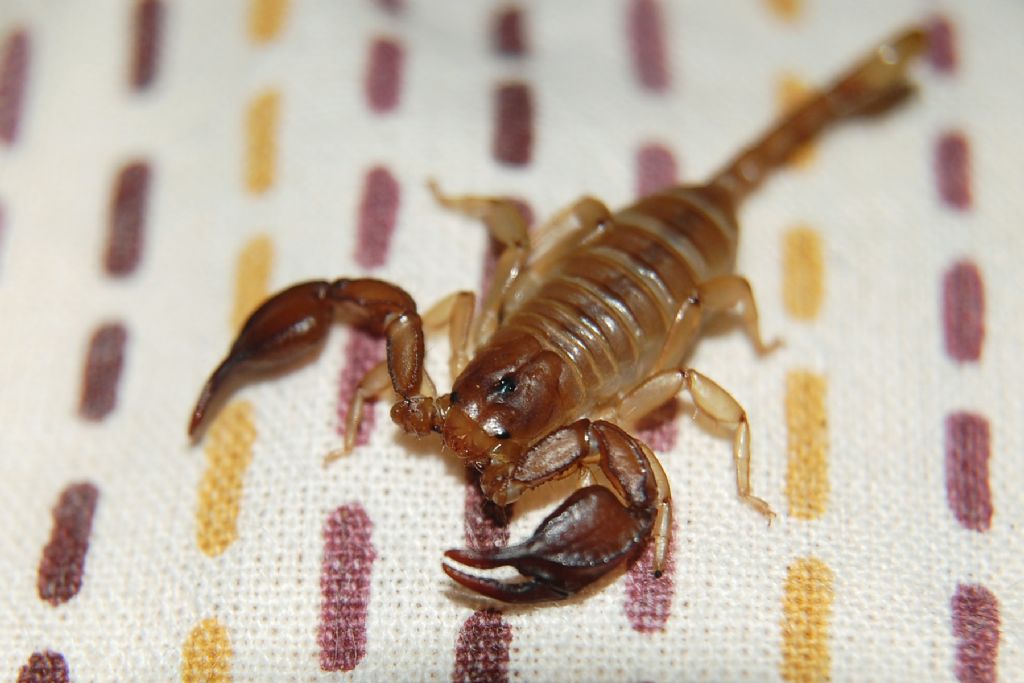 Euscorpius sicanus in prov. di Lecce