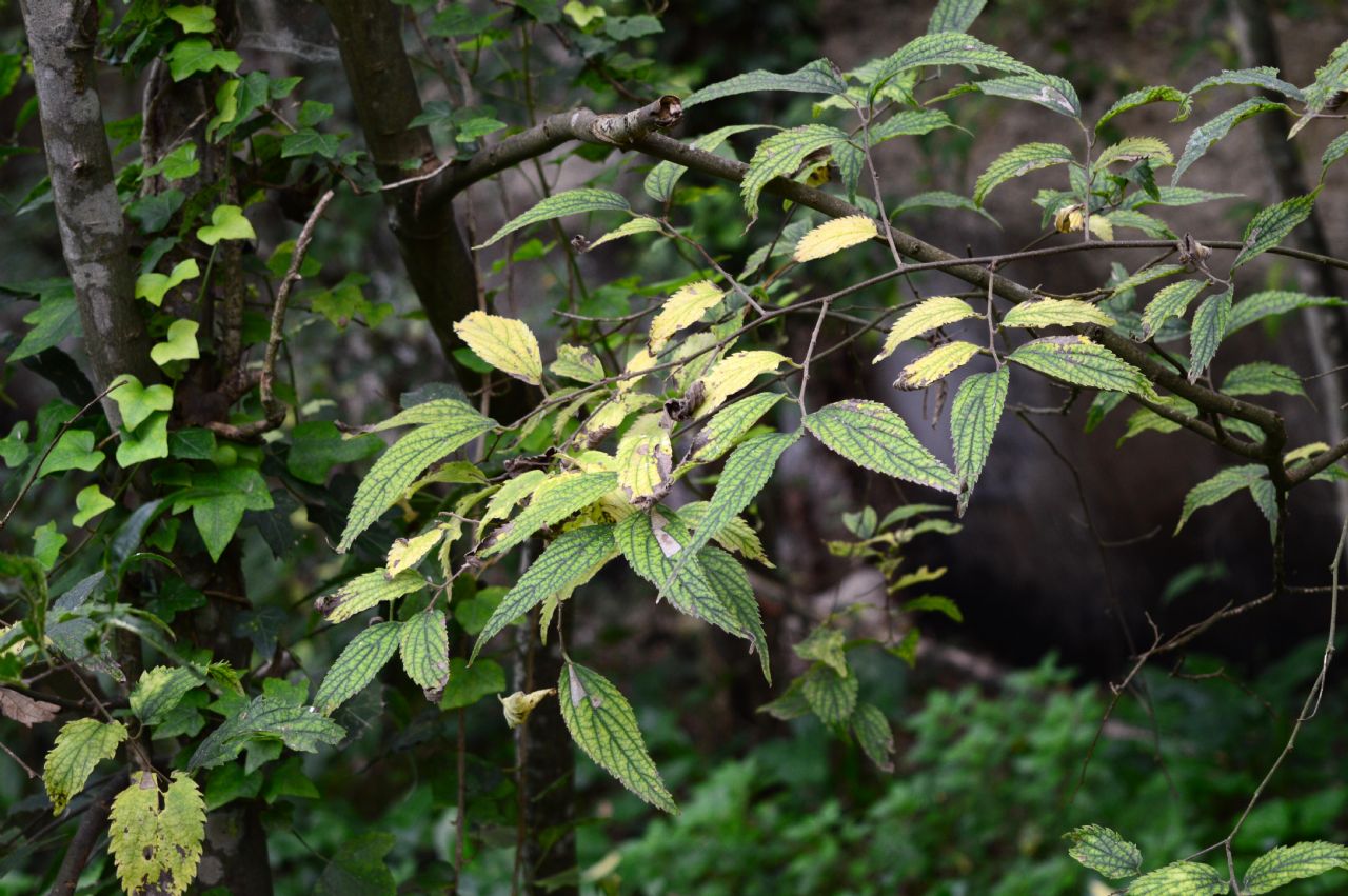 Celtis australis