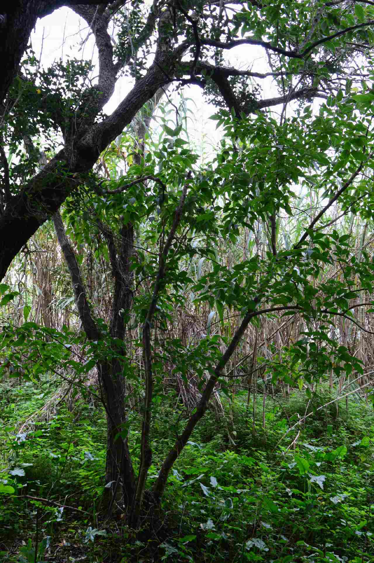 Celtis australis