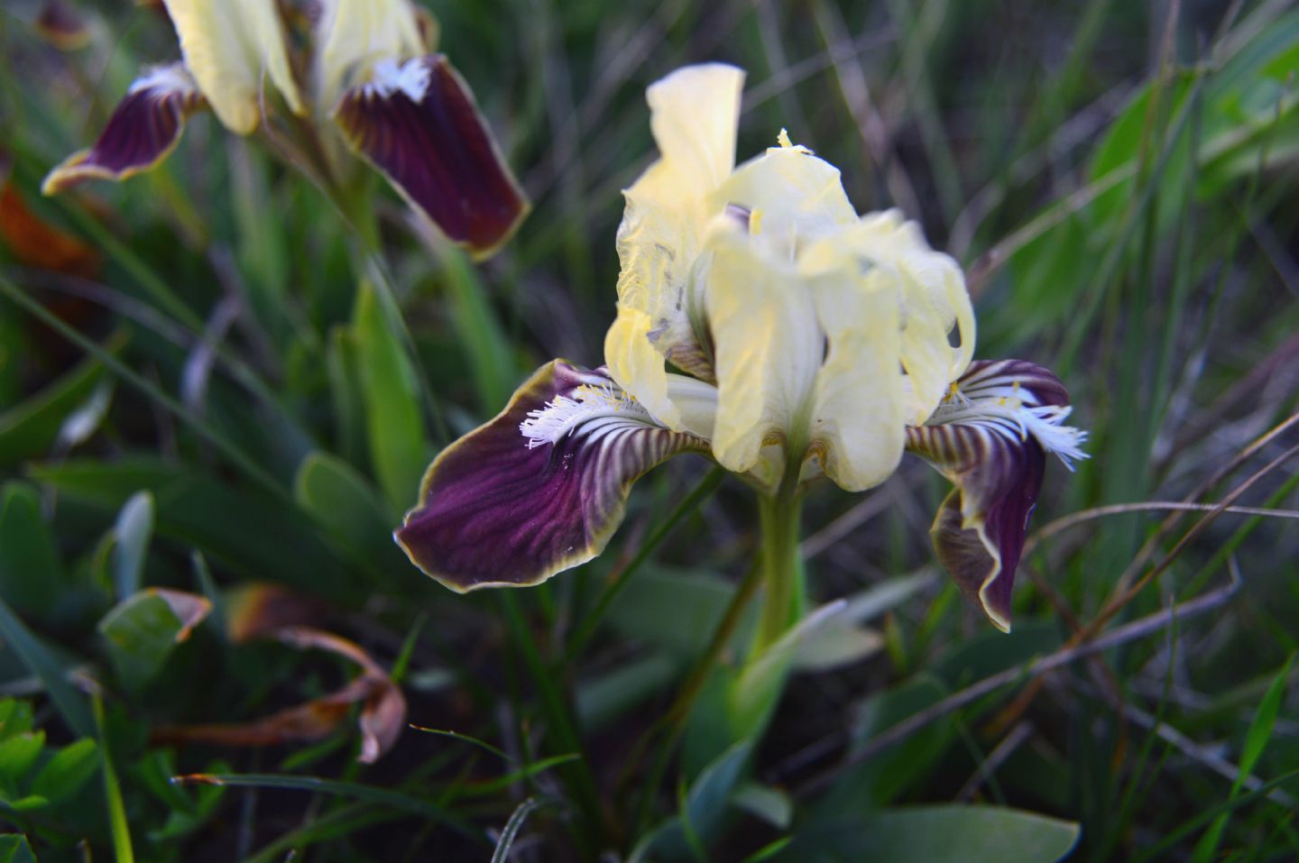 Iris gr. germanica