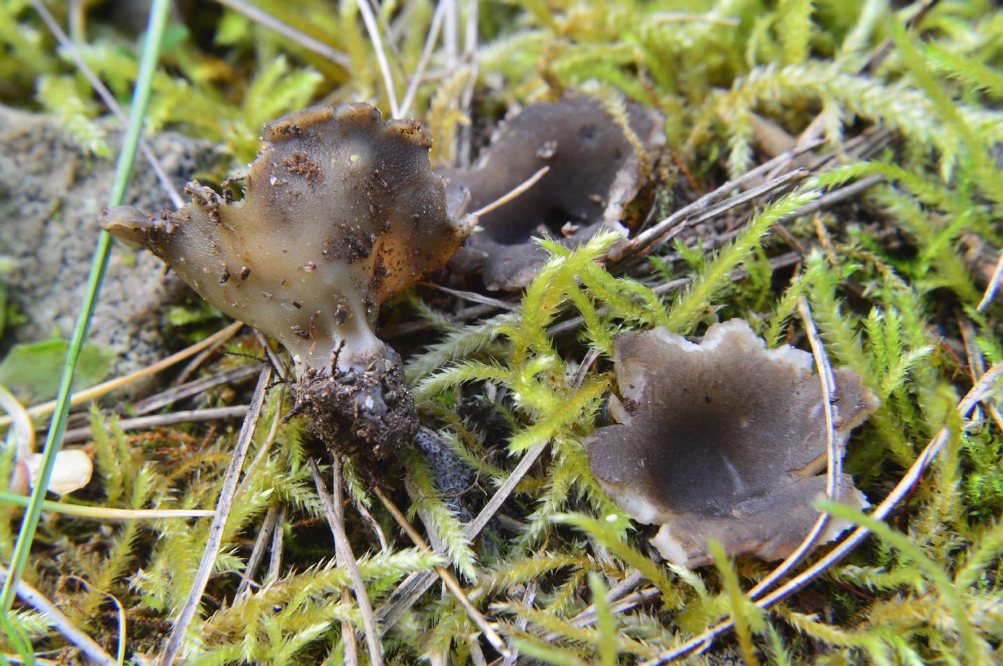 Helvella?