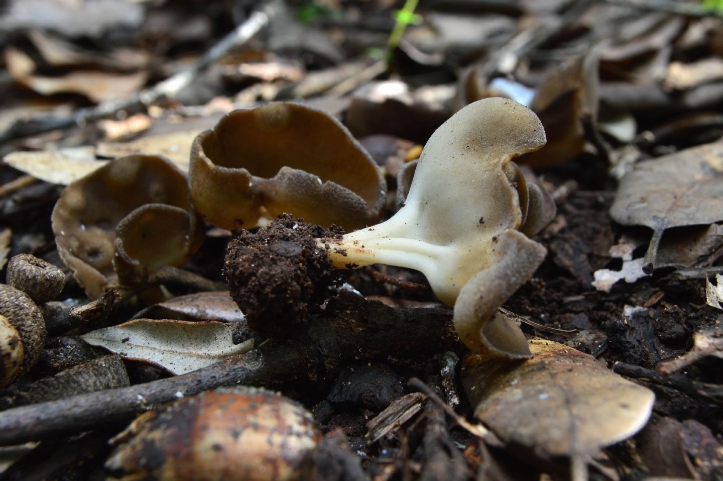 Helvella? 2