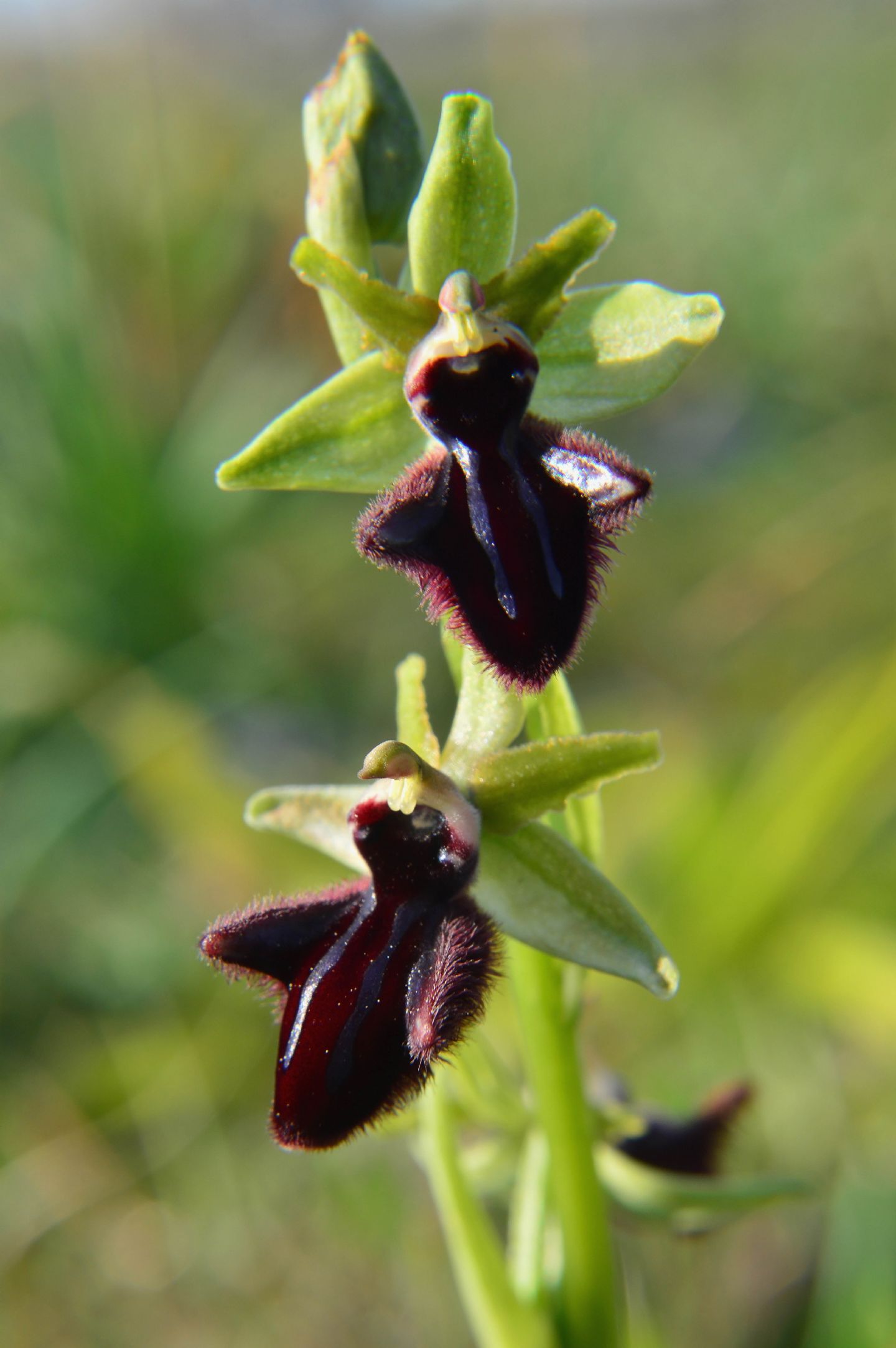 Ophrys da determinare