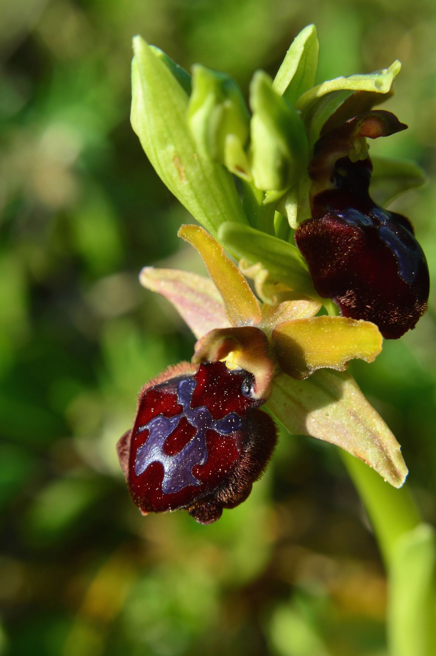 Ophrys da determinare A