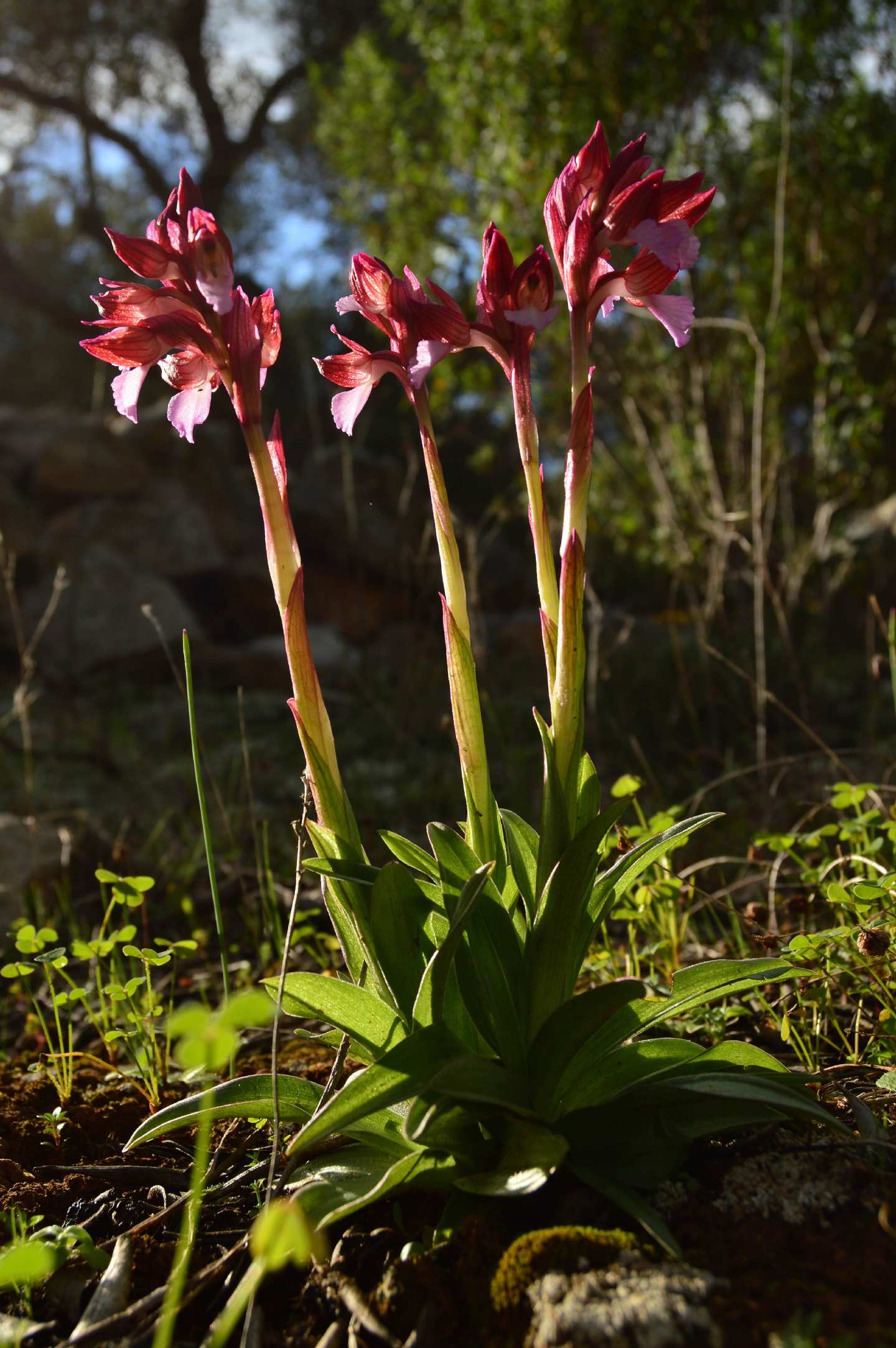 Da determinare 02/03/2014 A - Anacamptis papilionacea