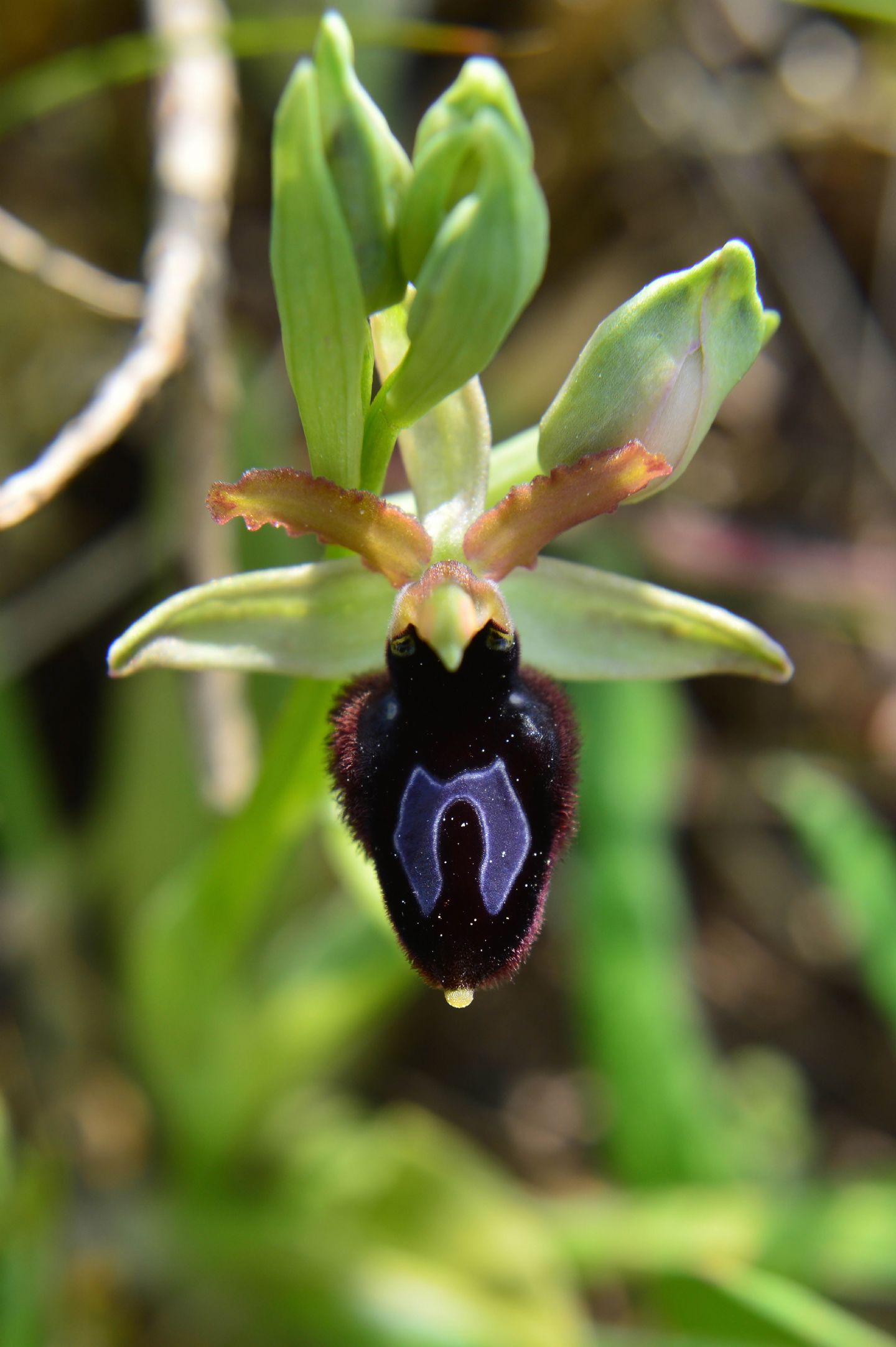 Ophrys da determinare  28/03/2014