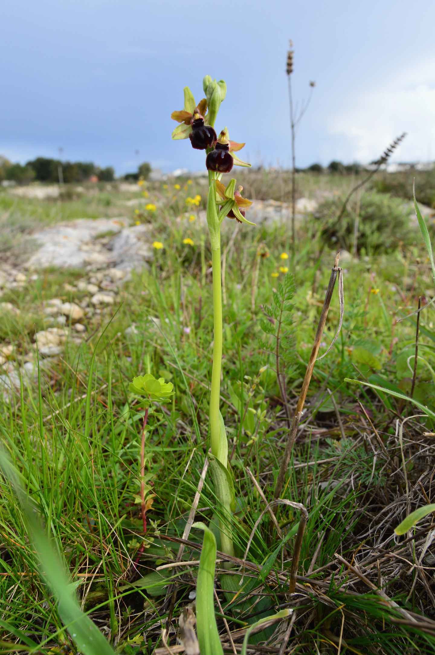 05/03/2014 - Ophrys passionis