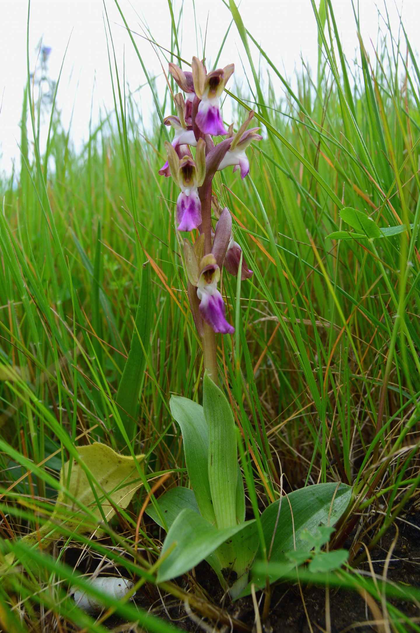 05/03/2014 - Anacamptis collina