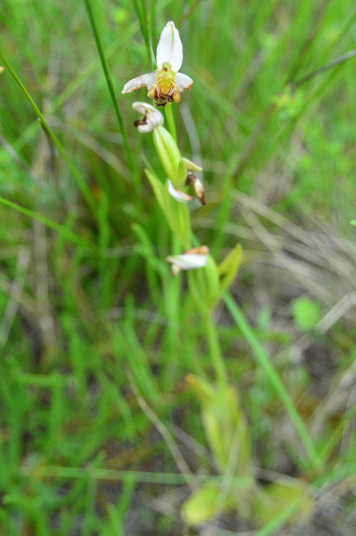 Ophrys da determinare 17 05 2014